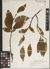 Foto von Salix jenisseensis (F. Schmidt) Flod.